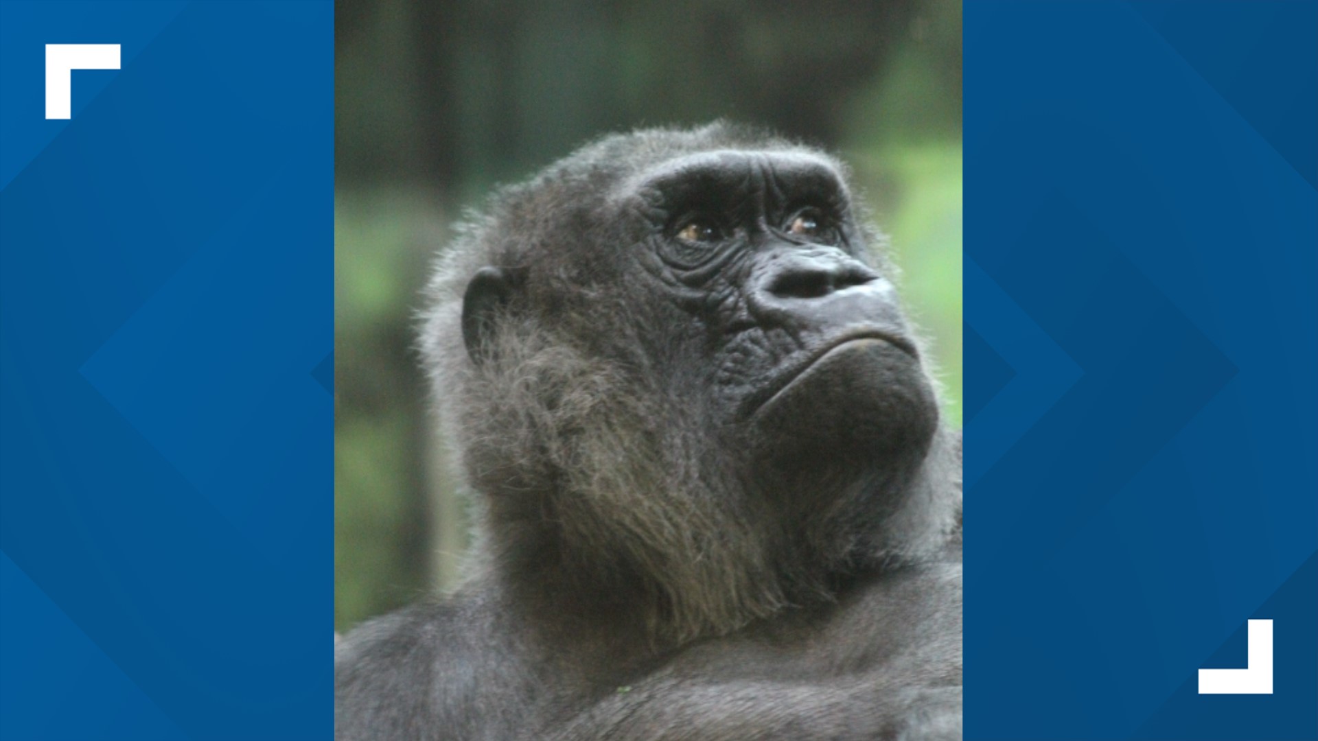 Despite a typical life expectancy of a female gorilla being 39 years, Helen surpassed that and was 64-years-old.