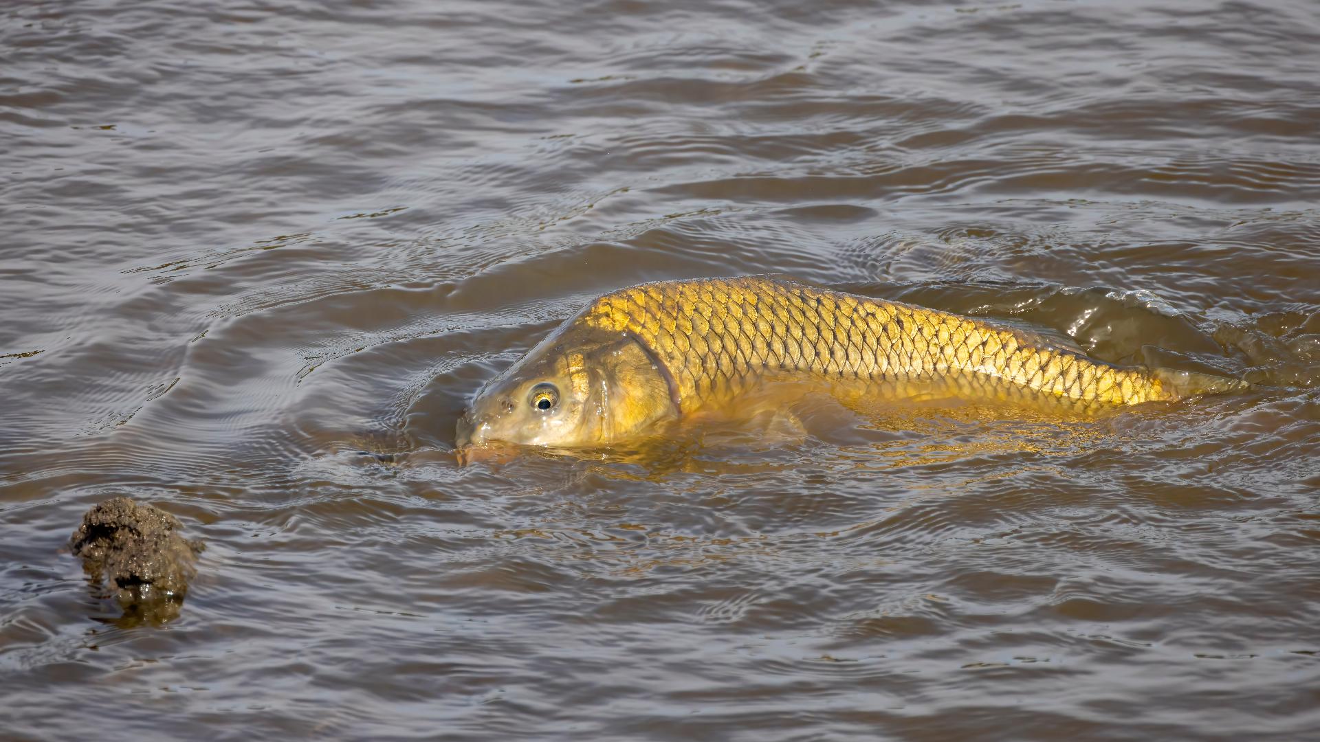 New permit allows large-scale removal of invasive carp in Indiana ...