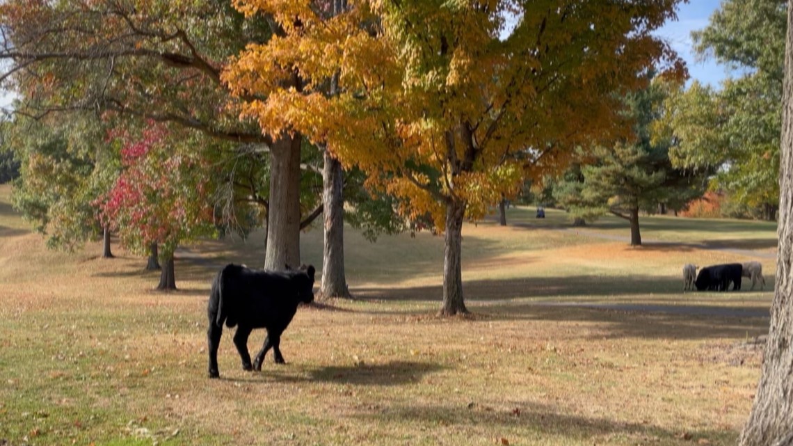 LMPD searching for lone cow 3 weeks after crash - Vimarsana News