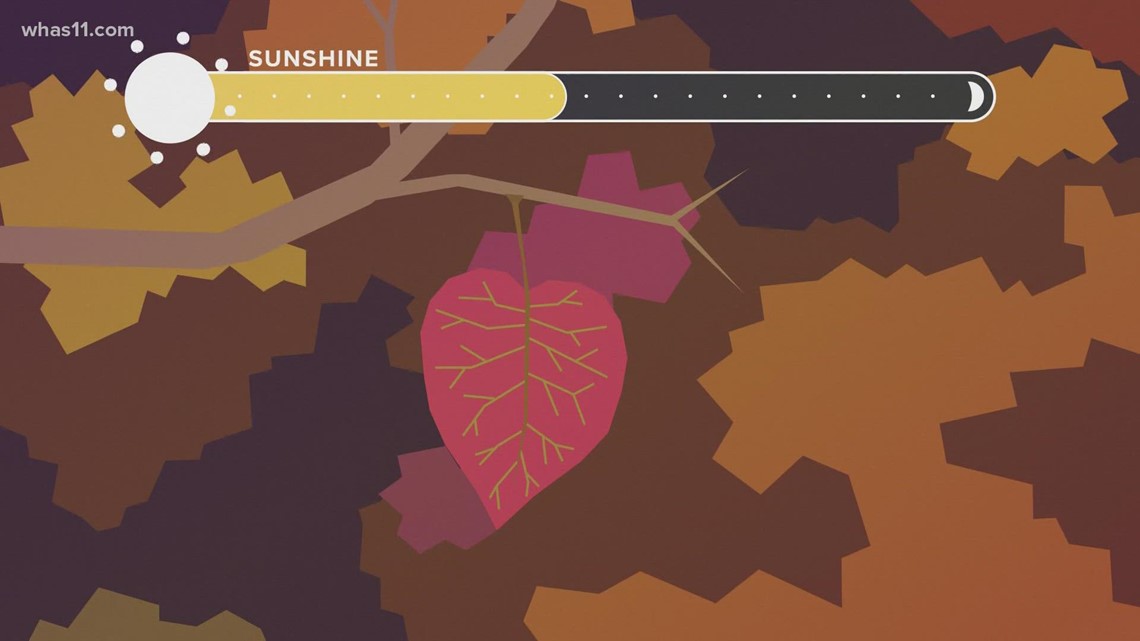 Fall foliage: Why do leaves change colors in the fall?