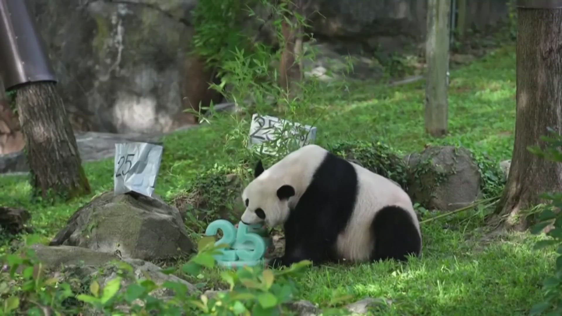 Happy 25th birthday Mei Xiang! Giant panda celebrates with ice cake at ...