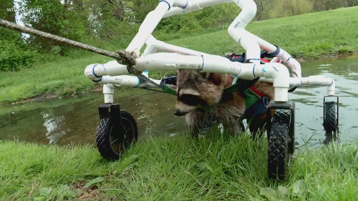 Boone a disabled raccoon gets wheels from Ky engineering students ...