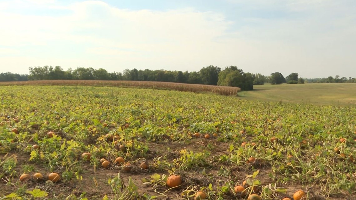 Mulberry orchard discount kentucky