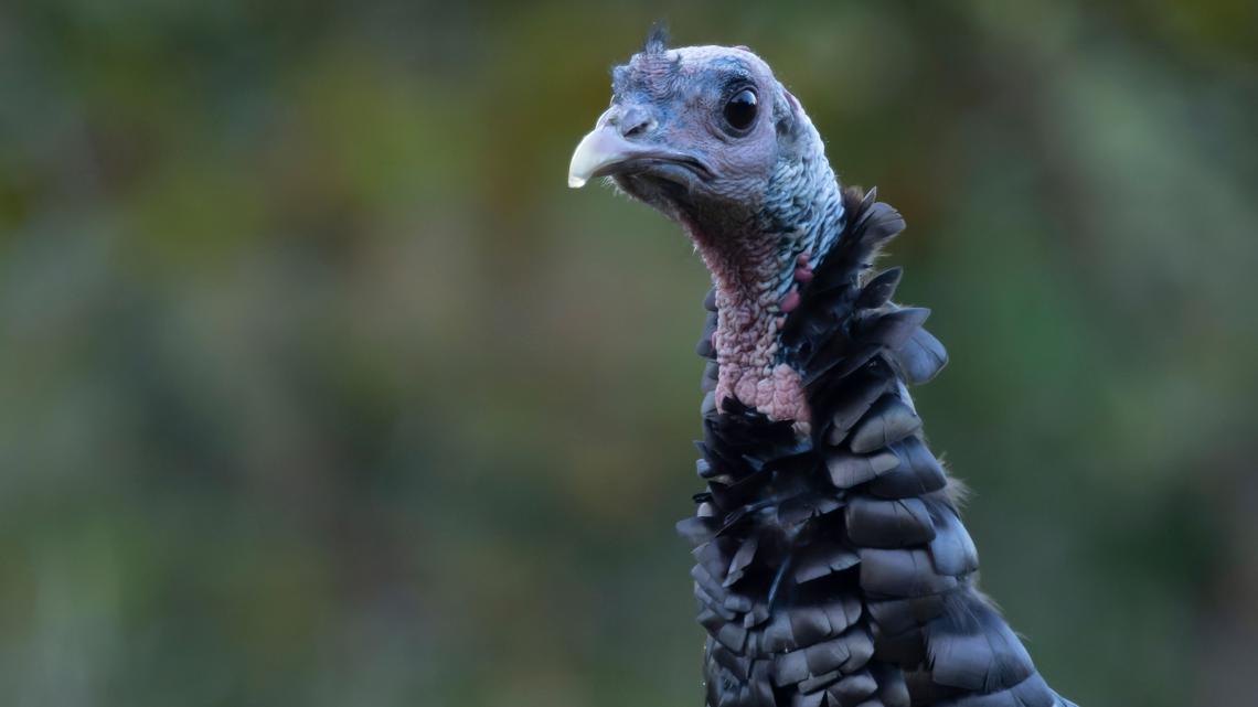 Turkey hunting season opens soon in Kentucky with 'strong population' anticipated