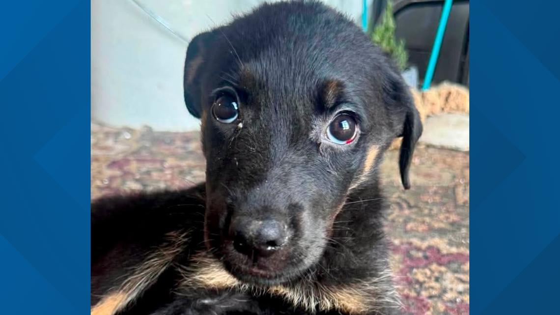 Man arrested after young puppy found beaten, strangled in recycling bin ...