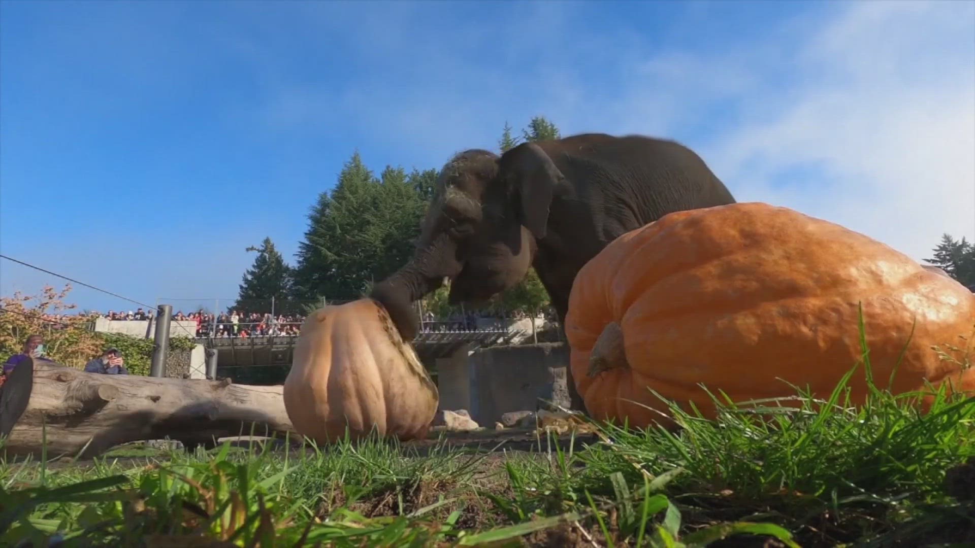 Every year for 25 years, elephants stomp on squash with their feet at this Oregon Zoo.