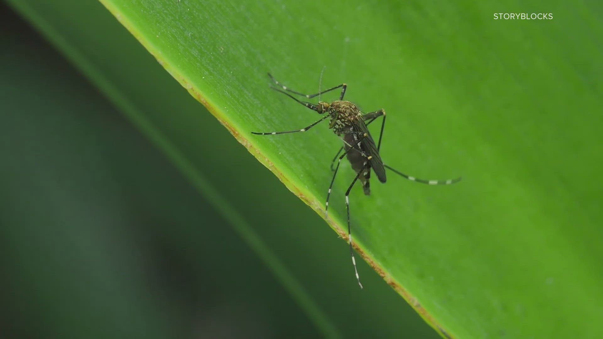 The mosquitos were found in the neighborhoods of Park DuValle, California and Old Louisville. Crews are fogging to prevent infection and reduce mosquito population.