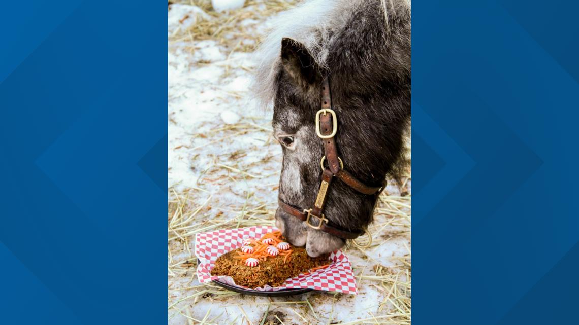 Kentucky Derby Museum celebrates mini horse's 6th birthday