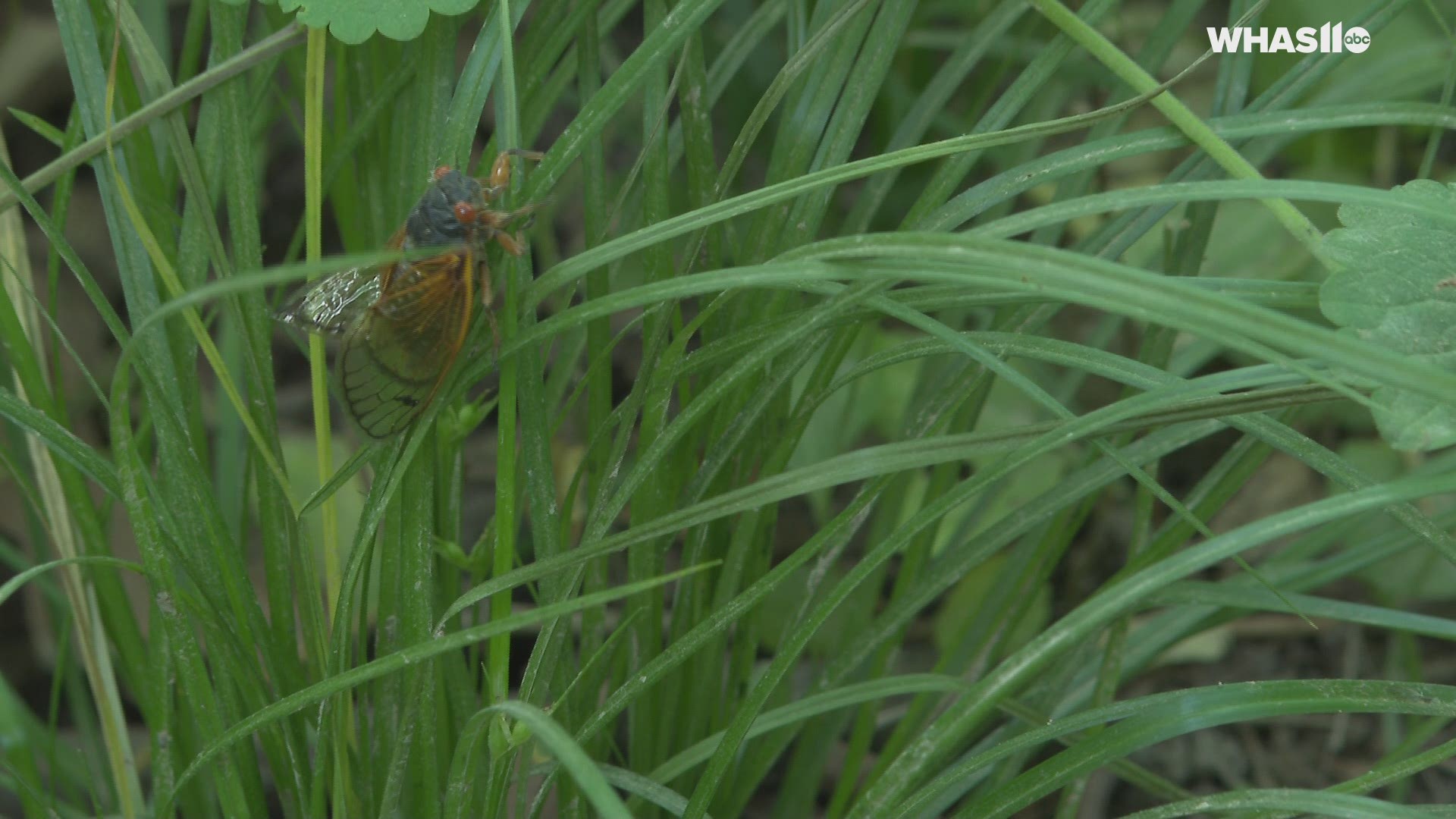 Brood X cicadas have descended upon Kentuckiana! WHAS11 Photojournalist Alyssa Newton got the sound you haven't heard in 17 years from the red-eyed bugs.