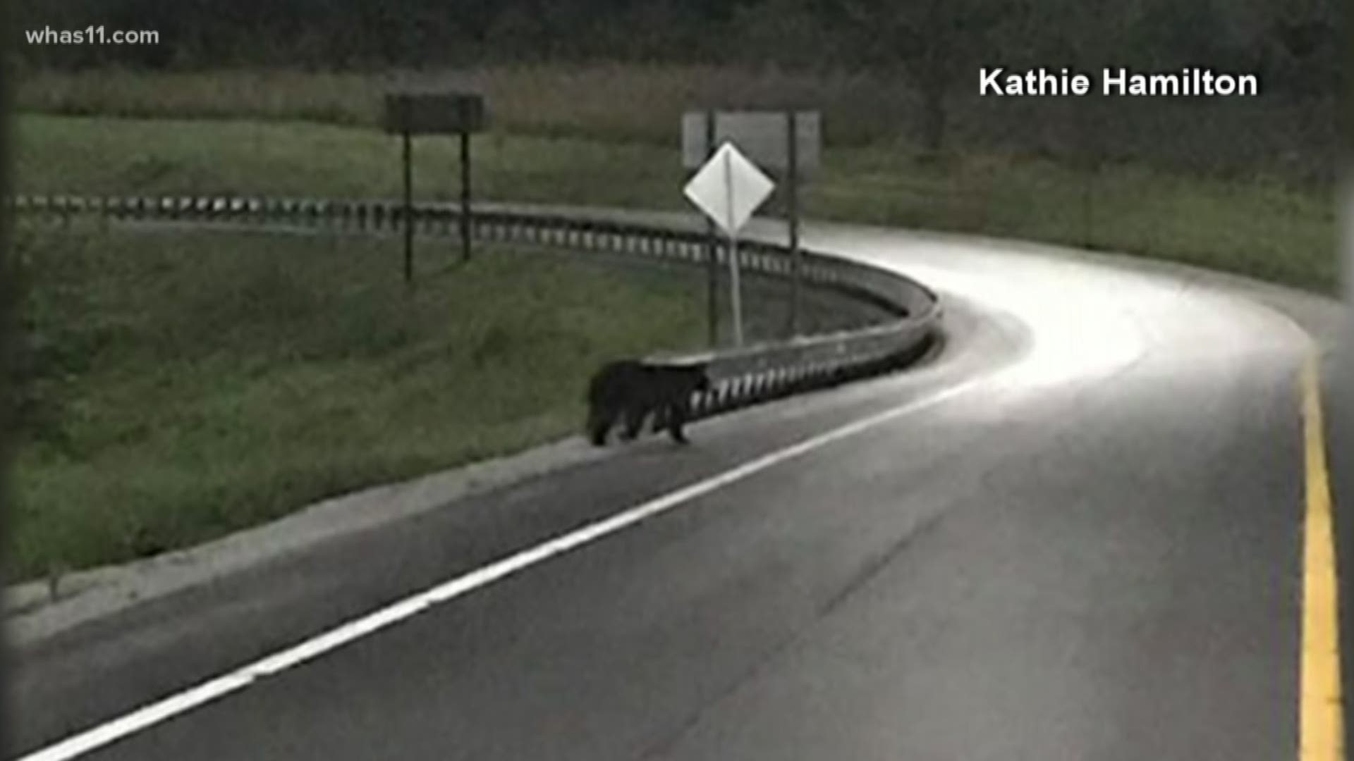 A small black bear was spotted in Elizabethtown