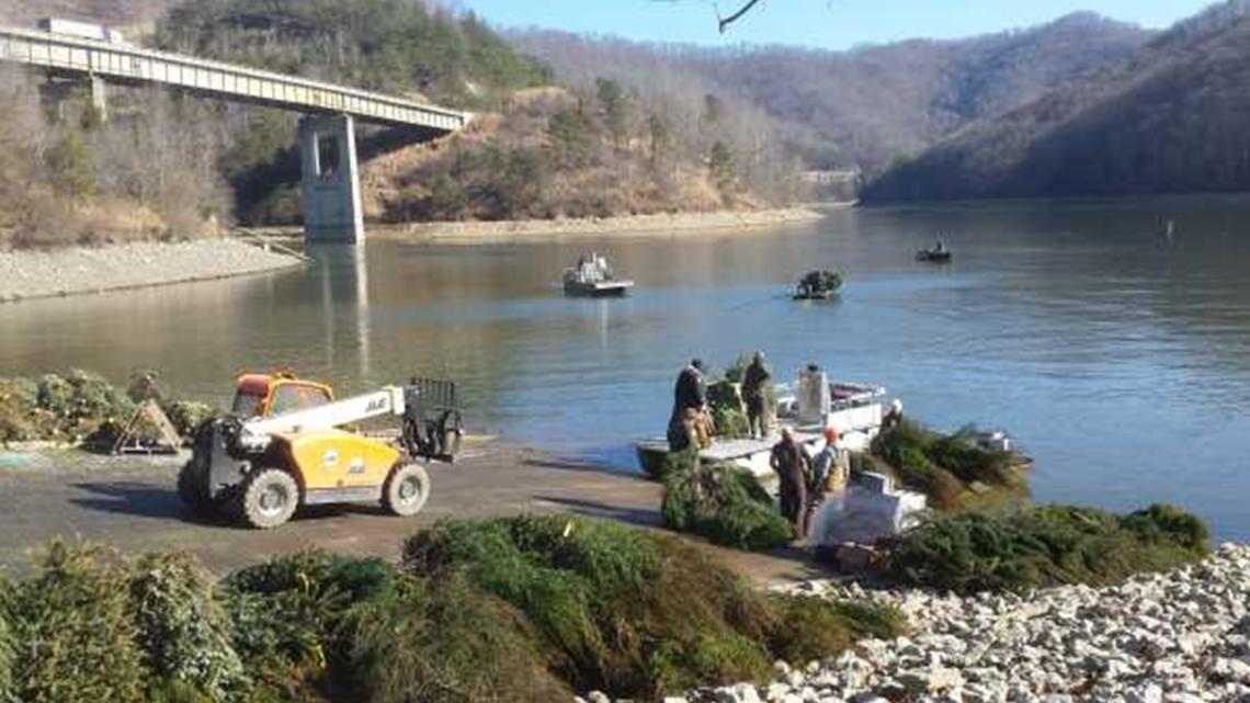 'Every tree counts': Recycle your live Christmas tree to help fish habitats in Kentucky