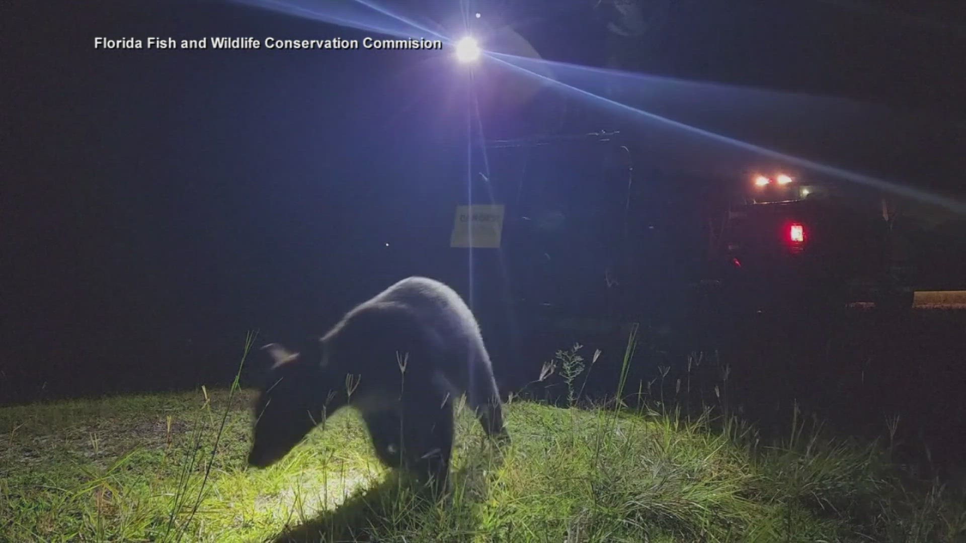 The black bear that was found in a tree in the Magic Kingdom was set free in the wild this week.
