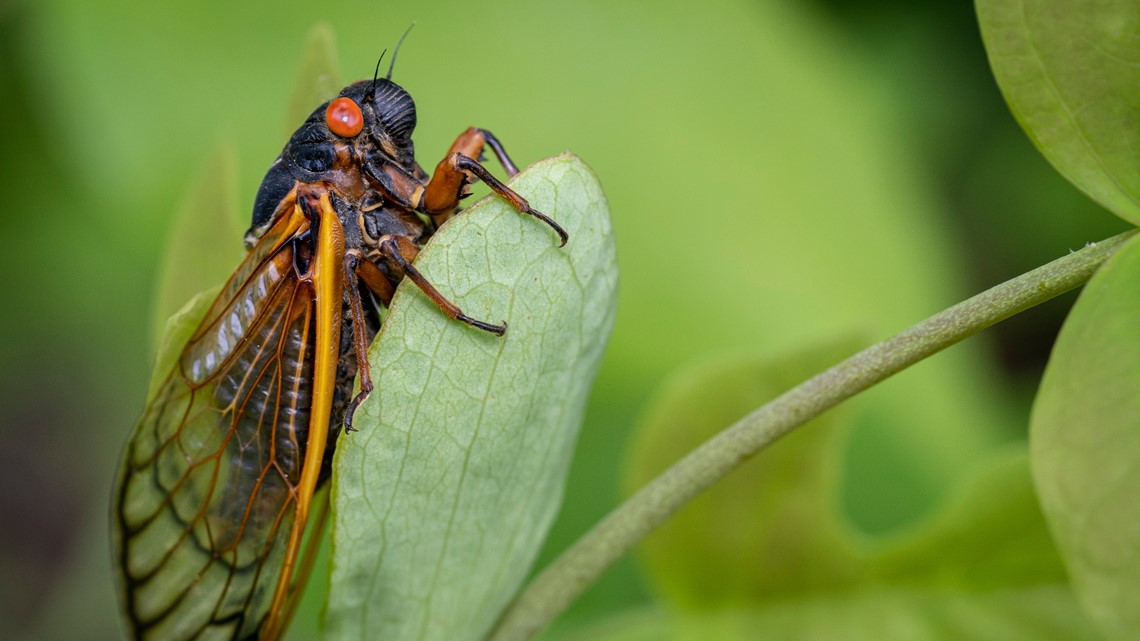 Millions of cicada to emerge in 2024; Impact in Kentucky, Indiana