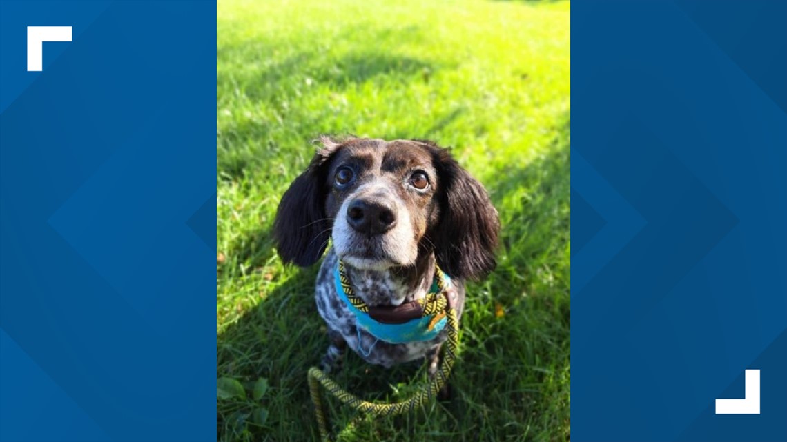 Ethan the Dog gets Hometown Hero banner in Louisville