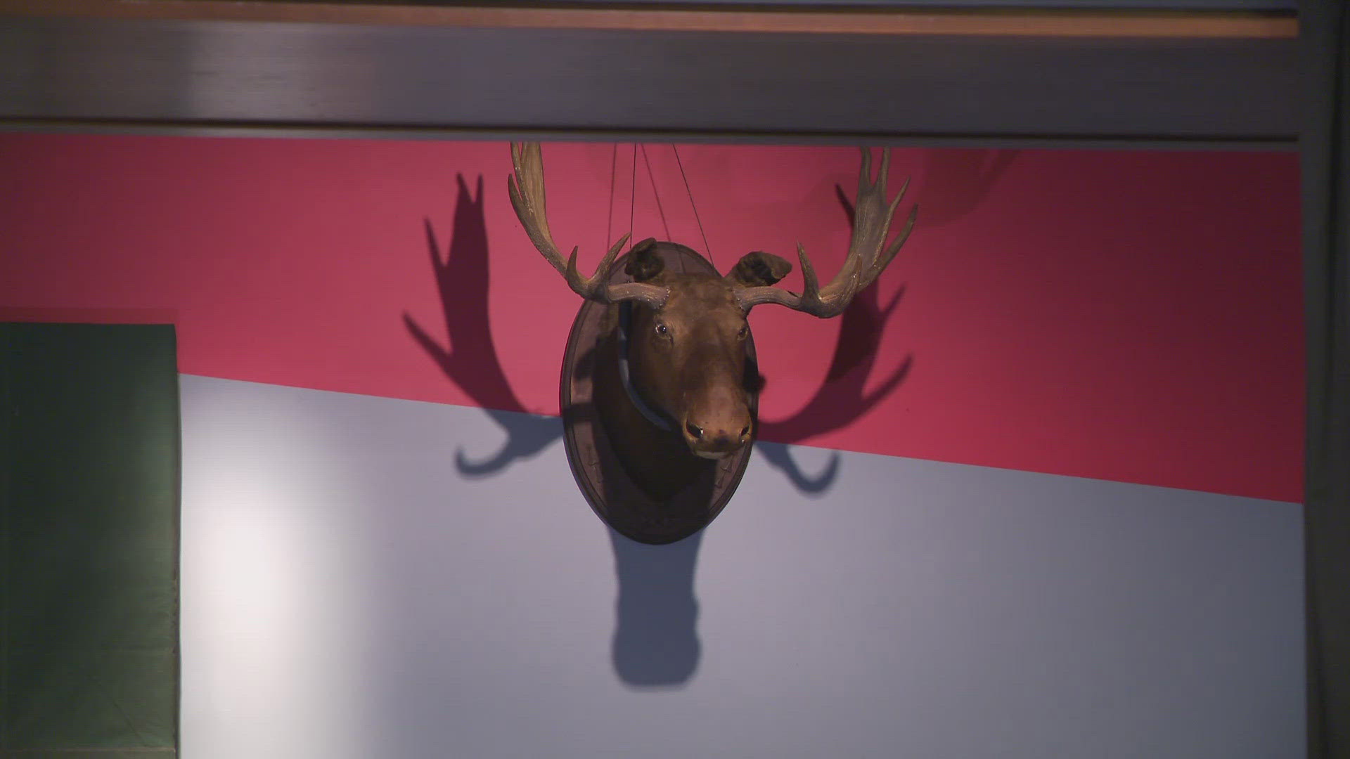 The 150-pound moose head was first installed in the Phoenix Hill Tavern back in the 1980's where it stayed until it closed in 2015.