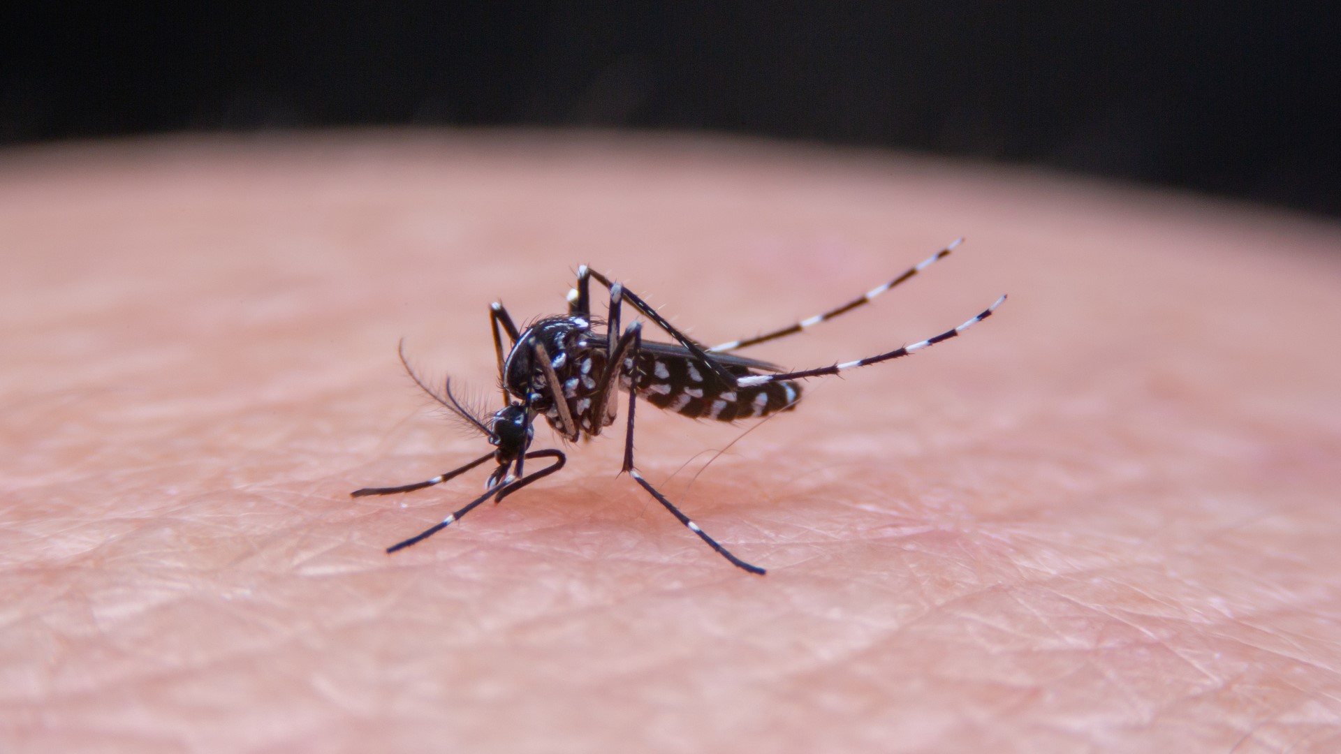 Louisville's Department of Health crews are out in the community actively treating known breeding grounds, trapping mosquitoes, and testing them for diseases.