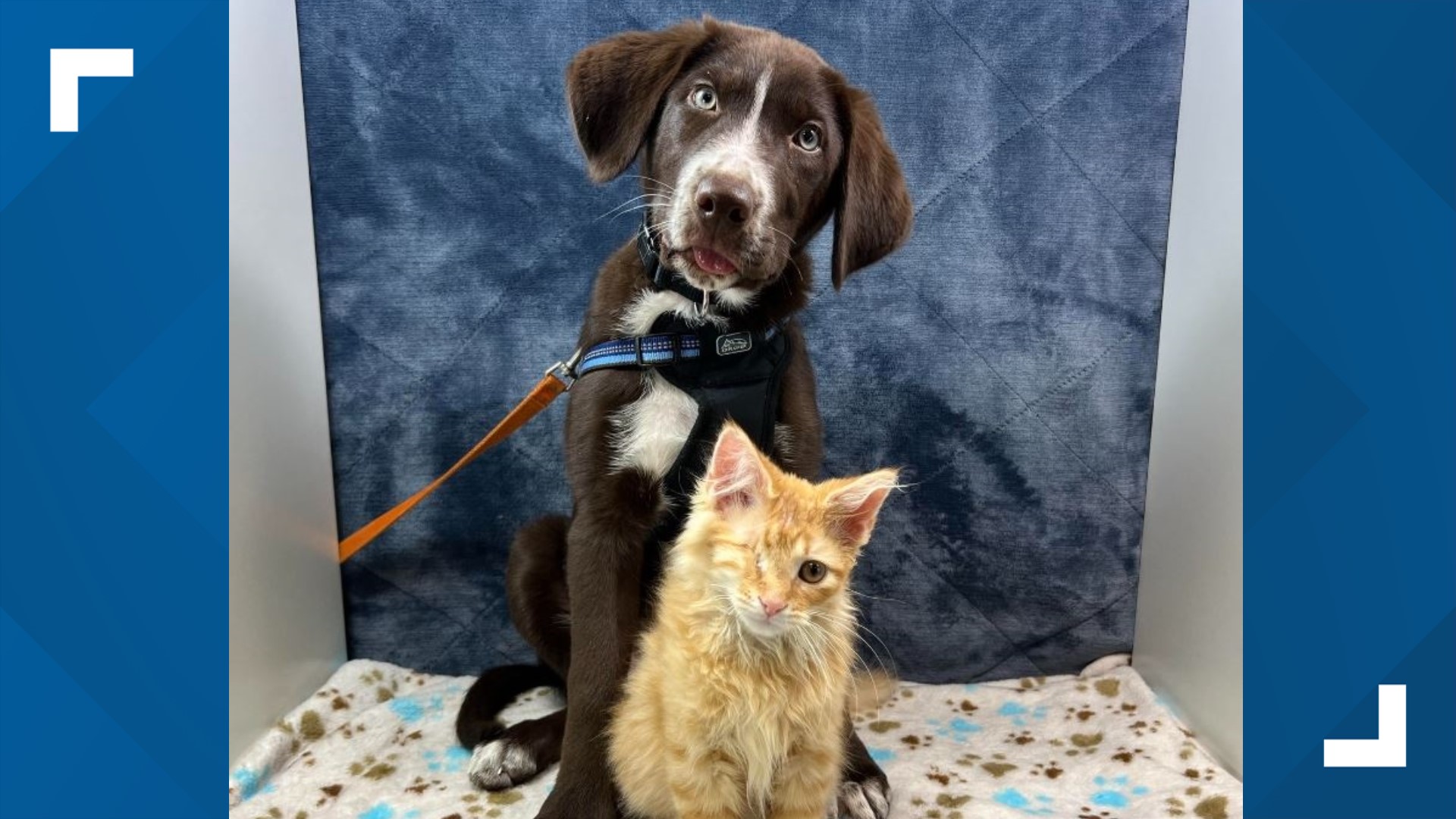 Puppy, kitten friends adopted together from Kentucky shelter | whas11.com