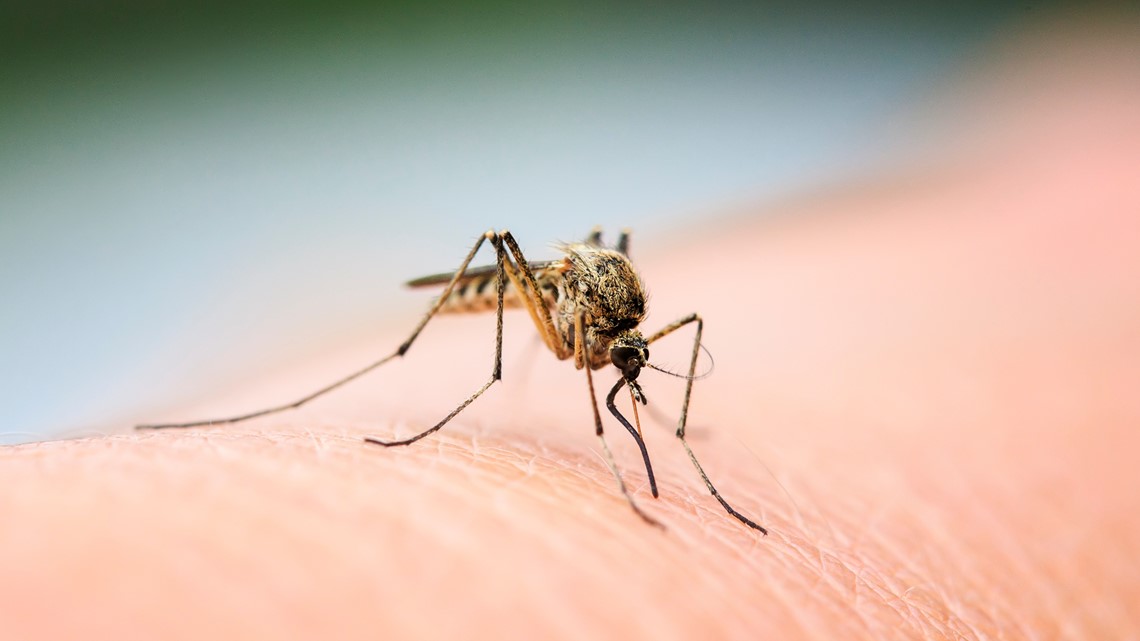 How to protect yourself from mosquitoes in Louisville - Vimarsana News