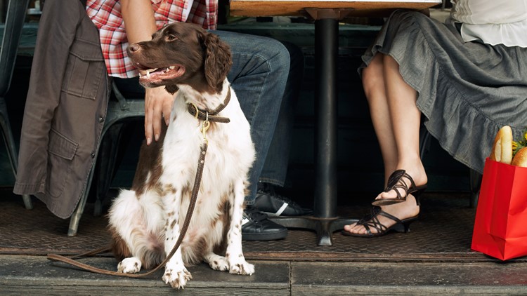 Under this new Kentucky bill, dogs could be allowed inside restaurants