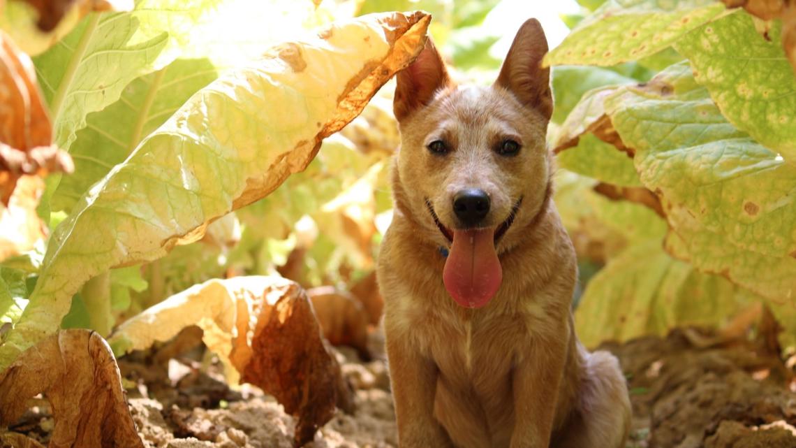 'Heart of the Farm' | Blind Kentucky dog named finalist in national competition