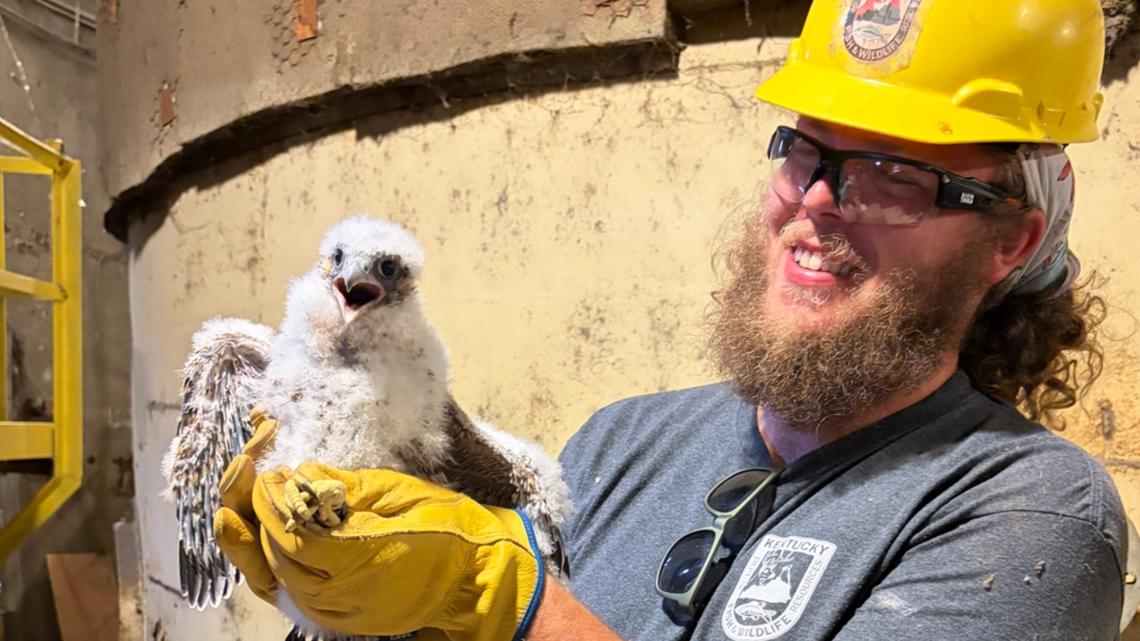 More than 200 rare falcon chicks have made Kentucky power stations their home. Here's why.