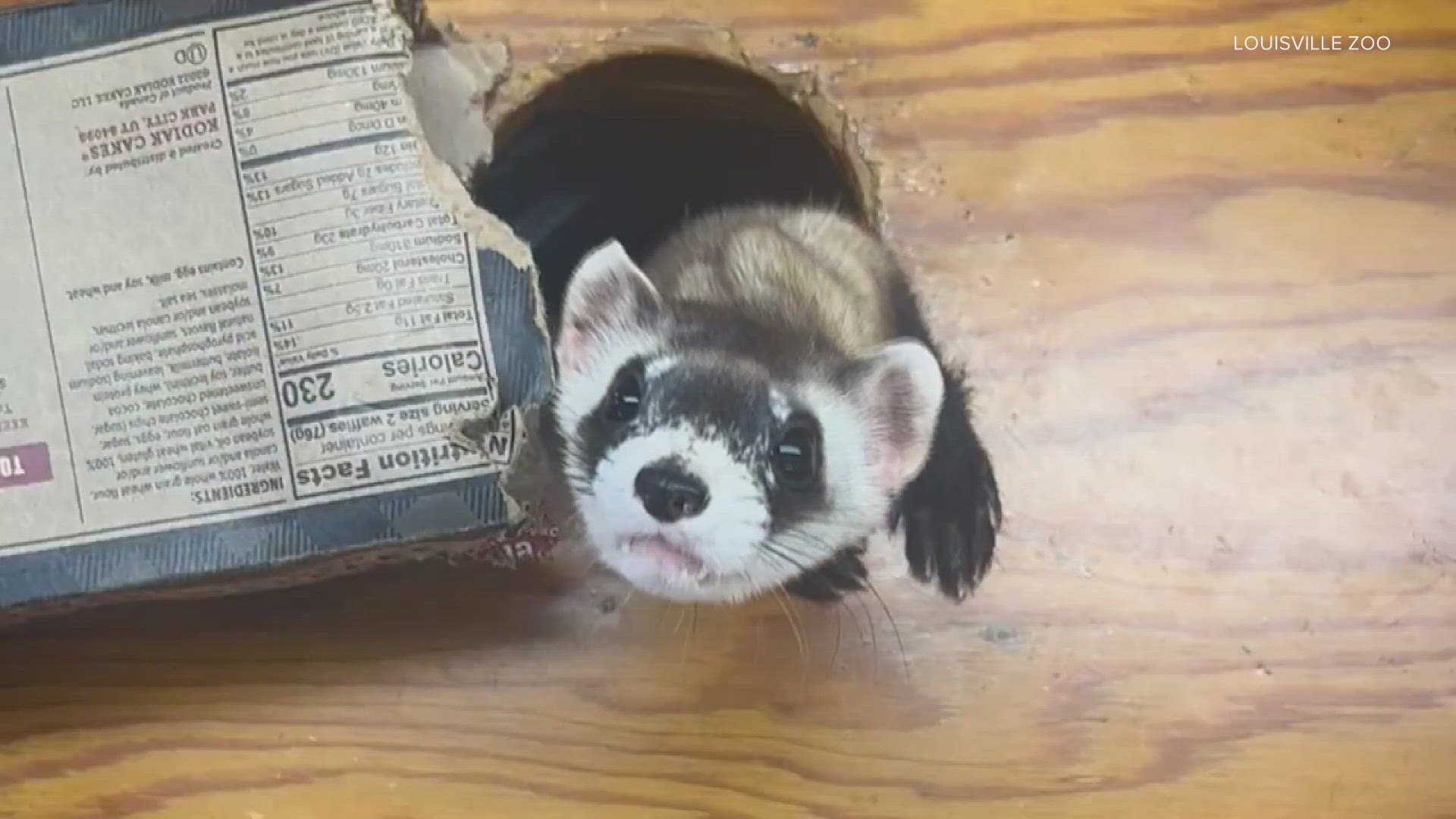 The zoo's ferret program has been around for more than 30 years.