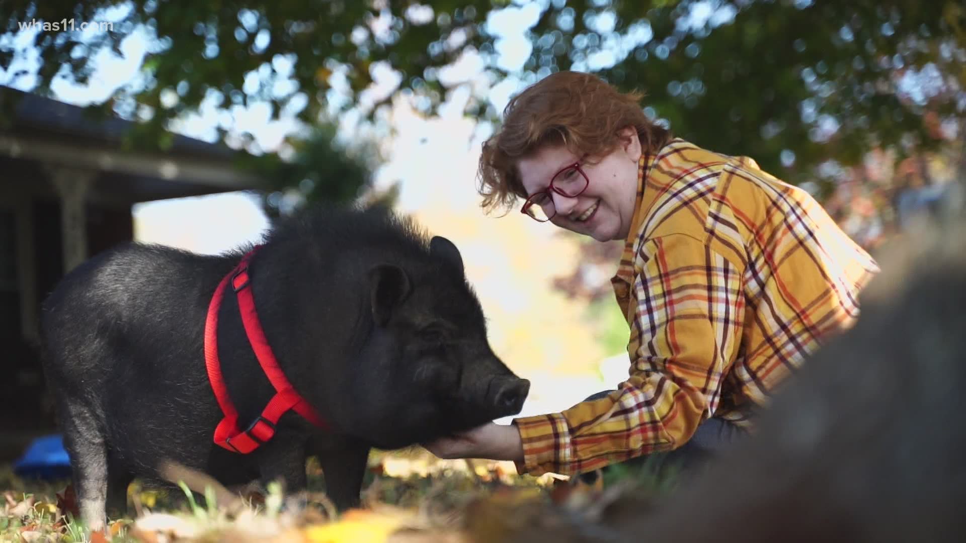 Walter is far from an ordinary pig. He has become a bit of a celebrity in Shelbyville, earning the nickname 'Mr. Hollywood.'