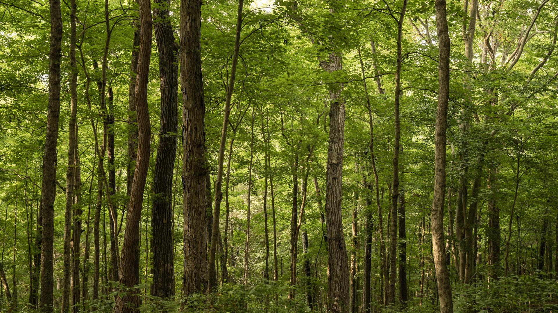 Ohio man injured in 21-foot tree stand fall in southern Indiana ...