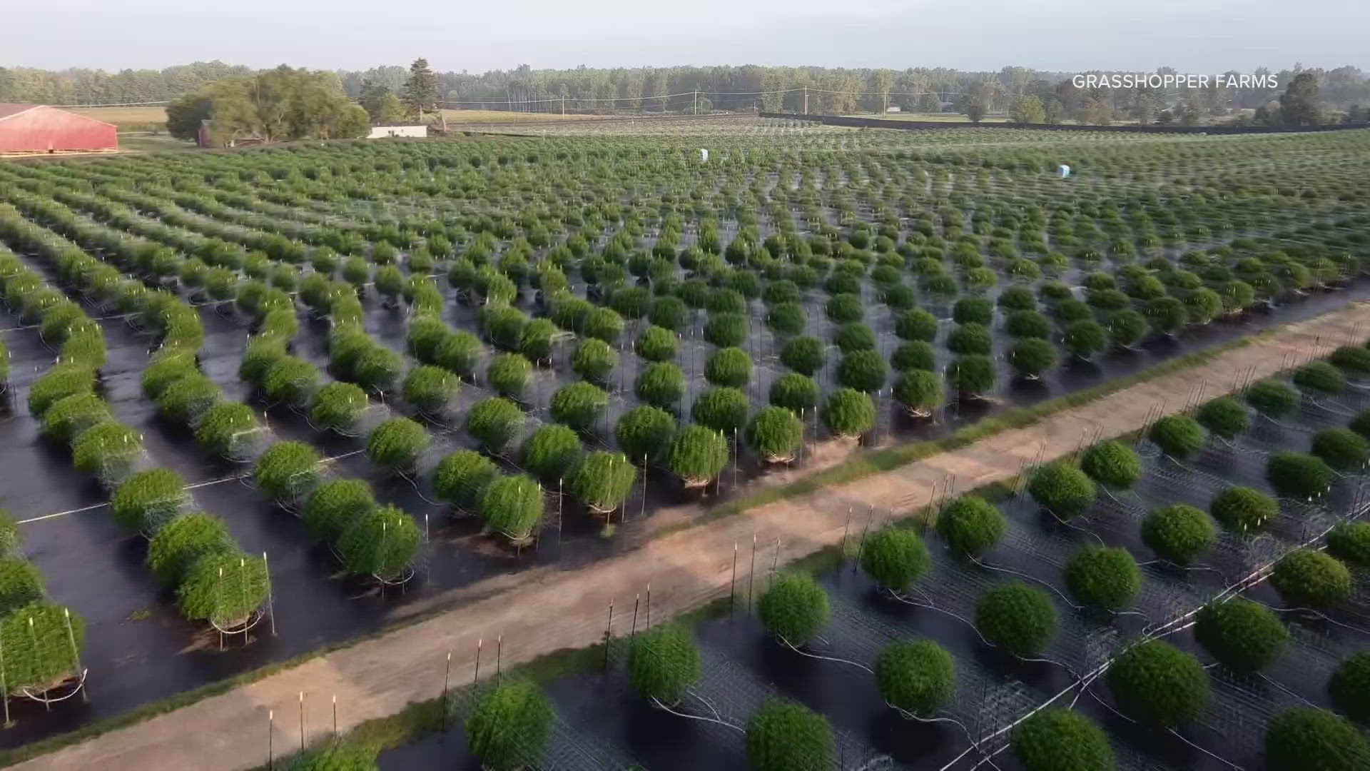 Grasshopper Farms has rows and rows of trees with a yield of roughly 18,000 to 20,000 pounds of marijuana.