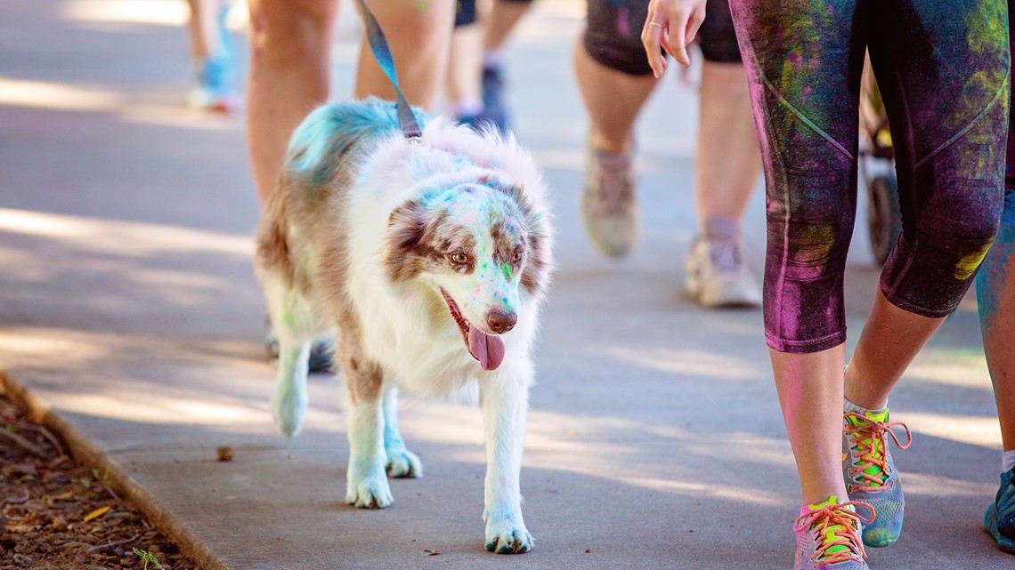 Ethan the dog honored with Hometown Humane Banner in downtown Louisville