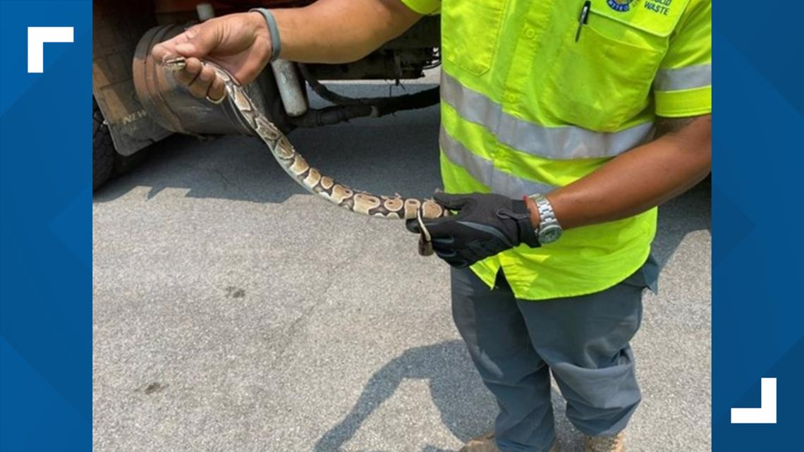 Louisville sanitation workers find discarded snake among trash - Vimarsana News