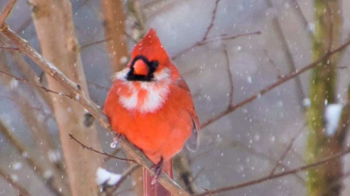 Rare cardinals, red birds half white, Louisville Leucistic birds