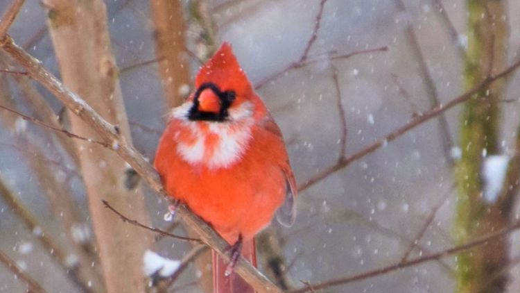 Louisville Kentucky Pronunciations Stock Photo - Image of colorful,  cardinals: 69378982