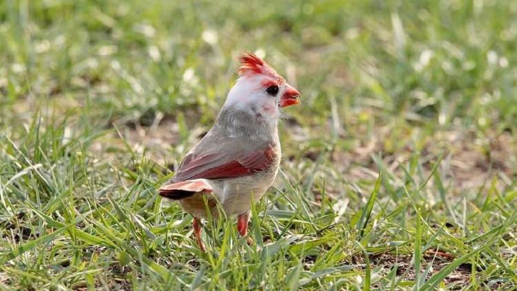 Why Are Cardinals Red? – ~ When Life is Good ~