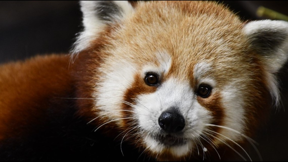 Louisville Zoo welcomes new red panda Sundara to zoo | whas11.com