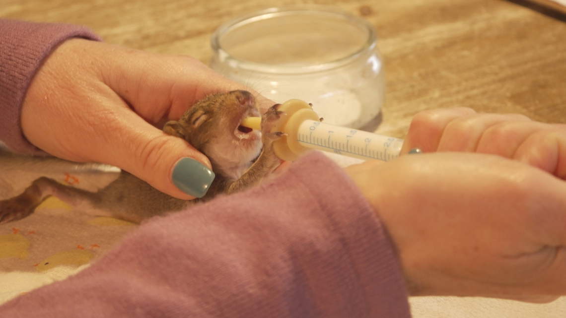 Kentucky Wildlife Rescue recovering from Facebook hack