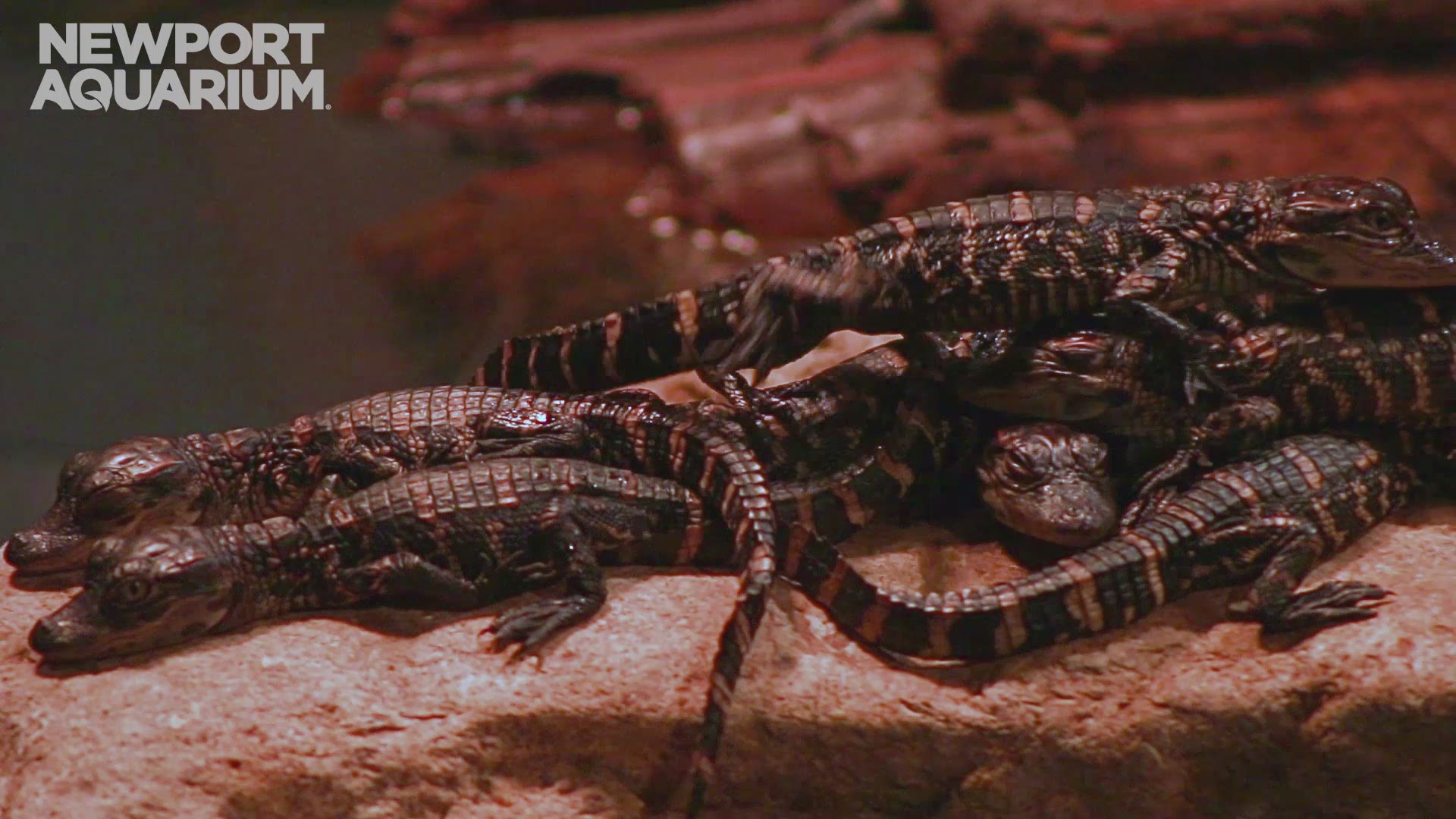 Newport aquarium shares video of new baby alligators