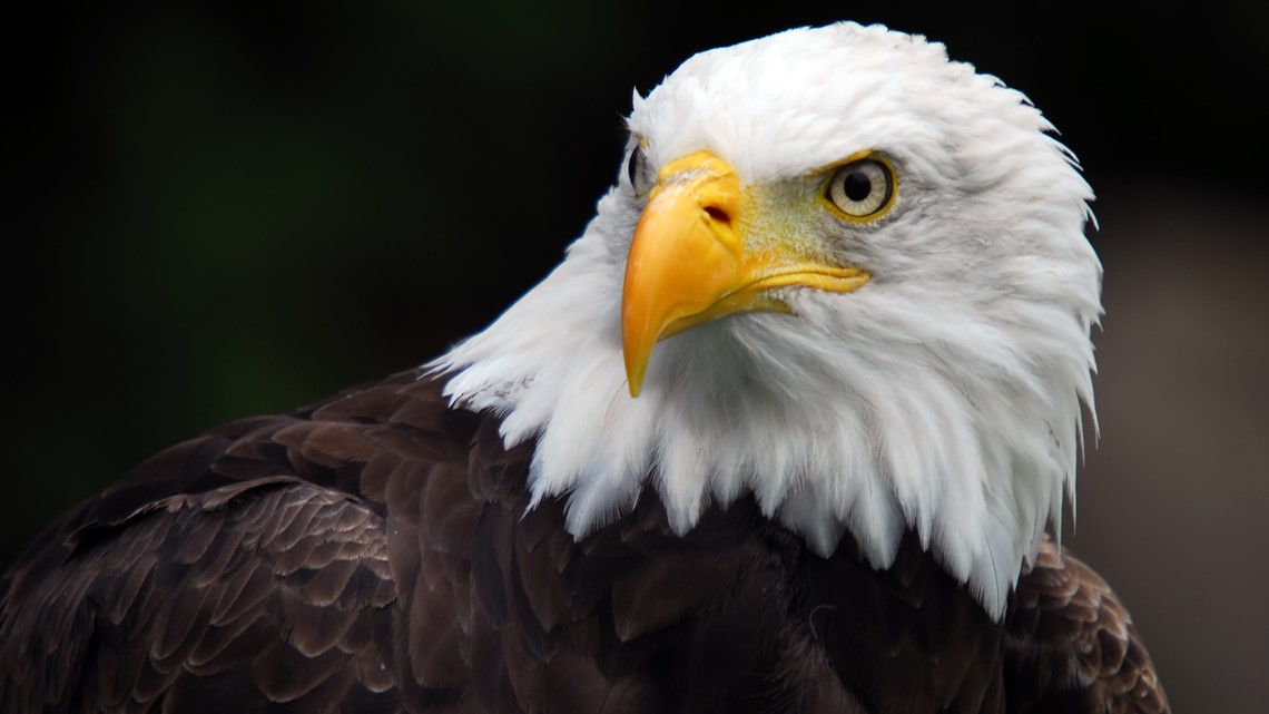 Eagle viewing accessible at Land Between the Lakes in Kentucky - Vimarsana News