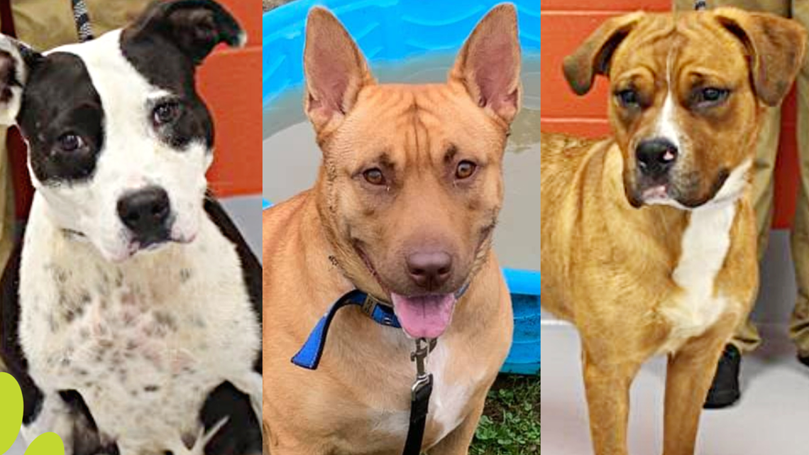 Adopt a pet for free from Animal House Adoption Center LMAS