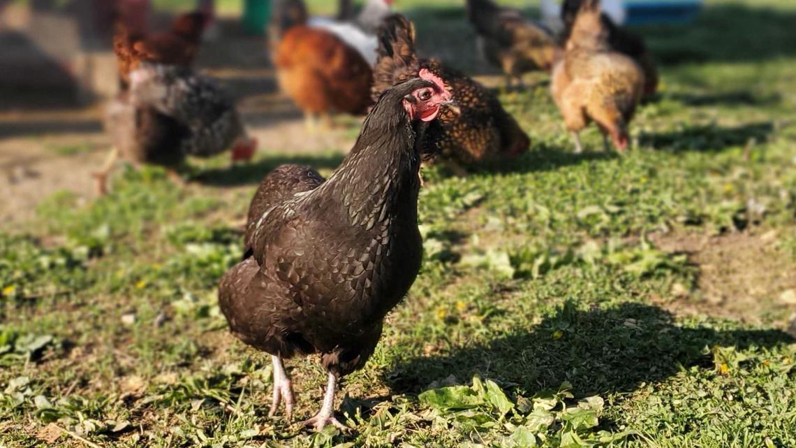 Groups Reveal Information About Cockfighting Investigation In Ky 