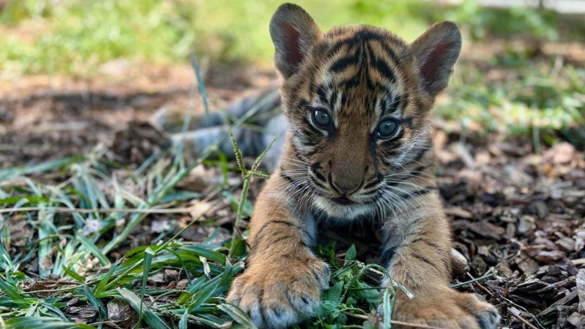 The community can choose from three names for the Louisville Zoo's new baby tiger.