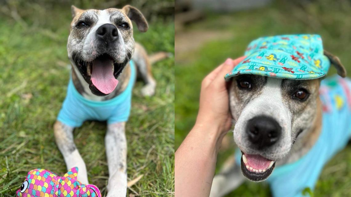 Volunteers working hard to find at-risk dog his forever home