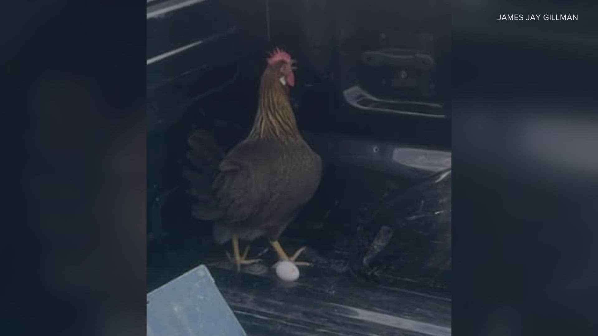 You may remember a few weeks back on "Reasons to Smile" we told you about the Clarksville chicken wondering around the town-- well now we know its a mama hen!