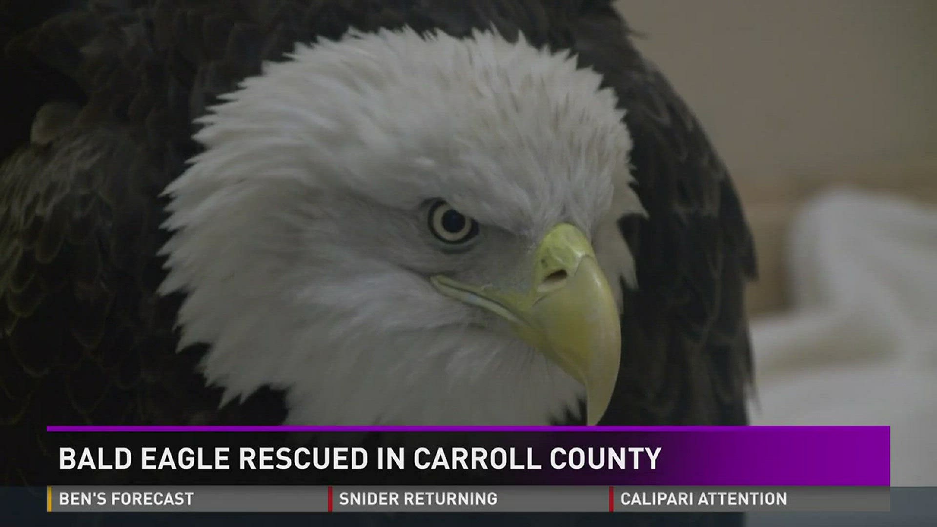 Broadbent sanctuary nursing Bald Eagle back to health