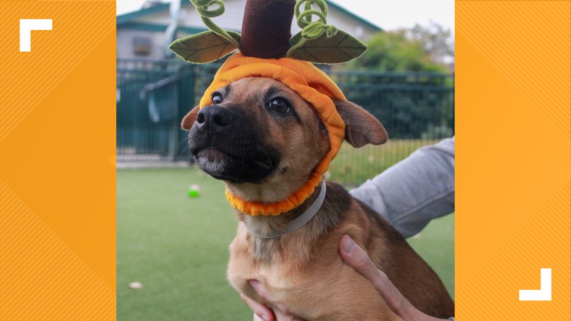 How to keep your pets safe this Halloween: KHS - Vimarsana News