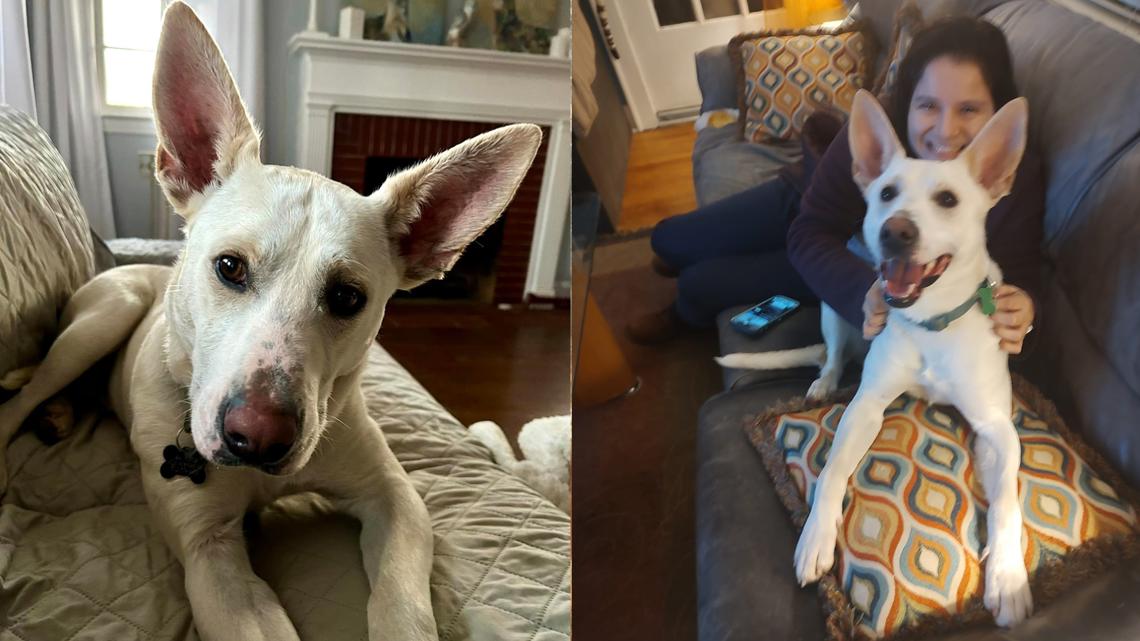This young shelter dog is in desperate need of a new family - Vimarsana News
