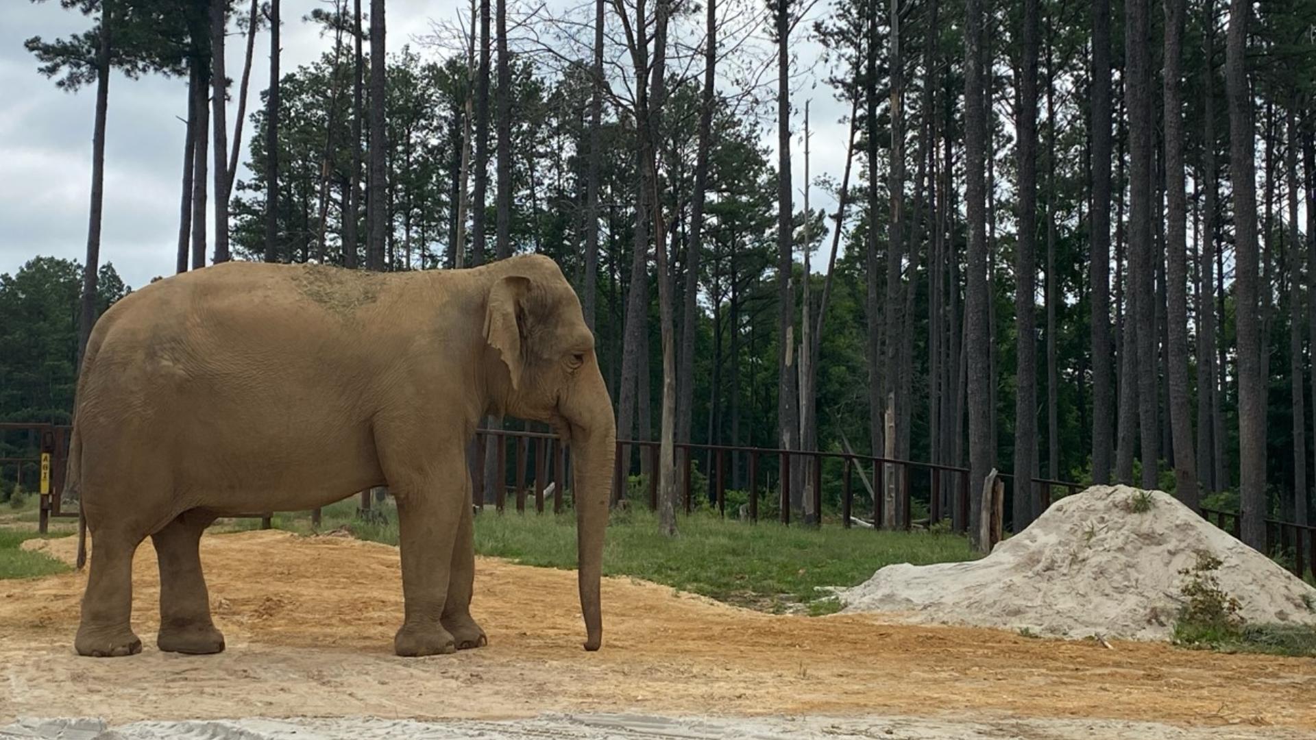 Punch and Mikki had been at the Louisville Zoo since 1973 and 1987, respectfully.