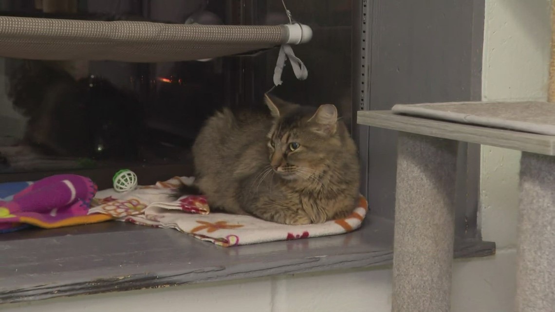 Animal Care Society hosts 5K benefitting animals at a Louisville park