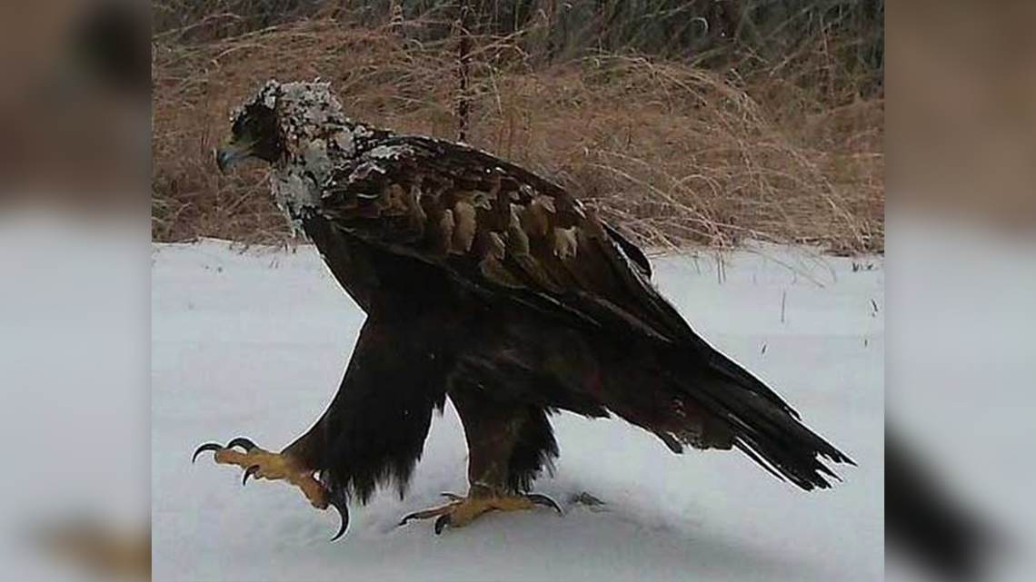 Remarkable migration: Golden eagle tracked from Kentucky to Alaska surprises researchers