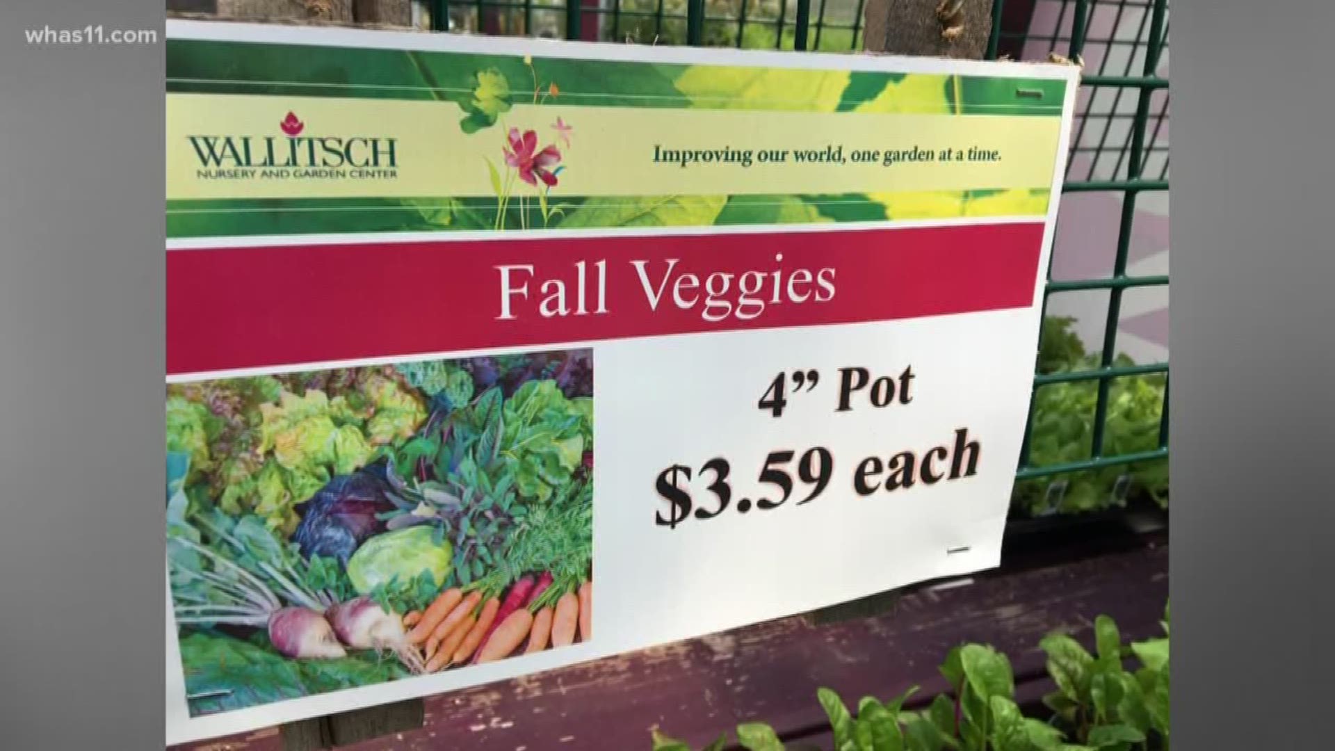 Now is the time to plant your fall vegetables. Jeff Wallitsch from Wallitsch Garden shares his tips with Meteorologist Ben Pine